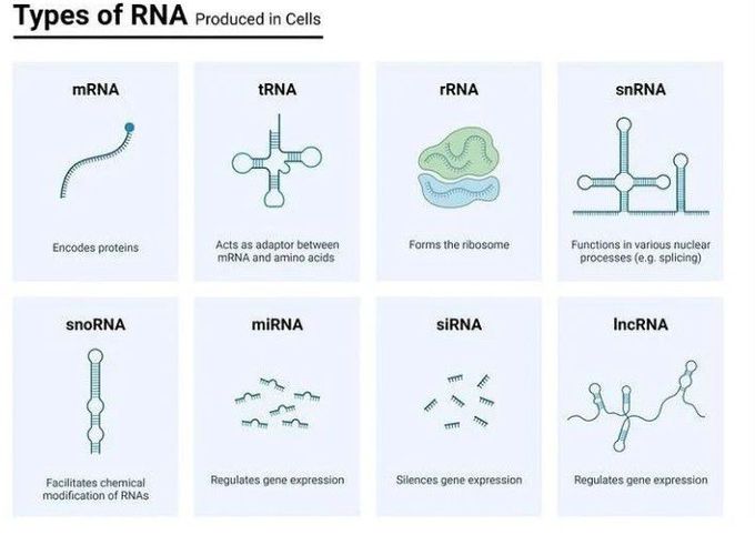 Types of RNA