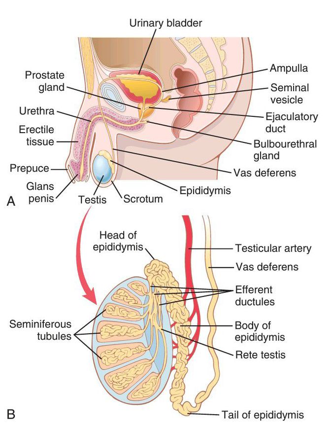 The male reproduction system