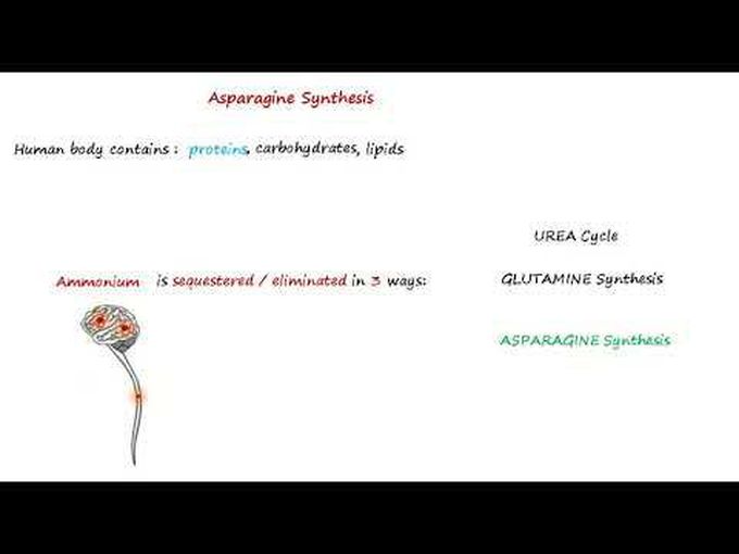Asparagine synthesis.