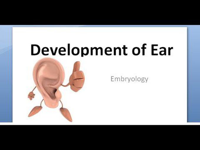 Formation of the external, middle and inner ear
