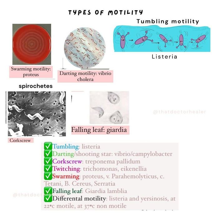 Types of Motility
