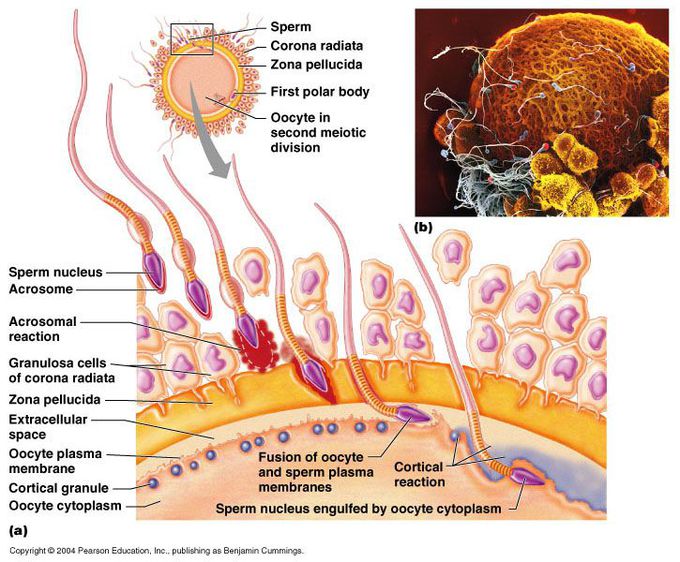 Cortical reaction