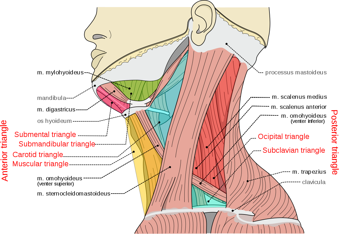 carotid triangle and sheath