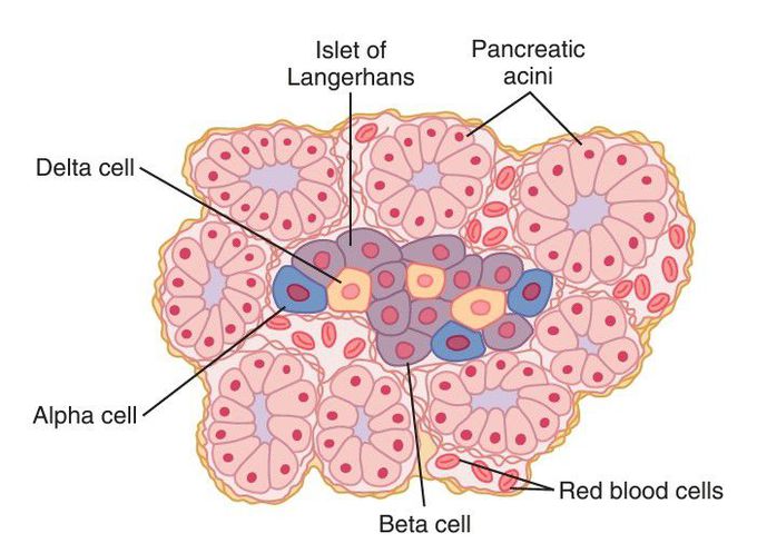 Pancreas