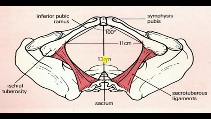 Diameter of female pelvis
