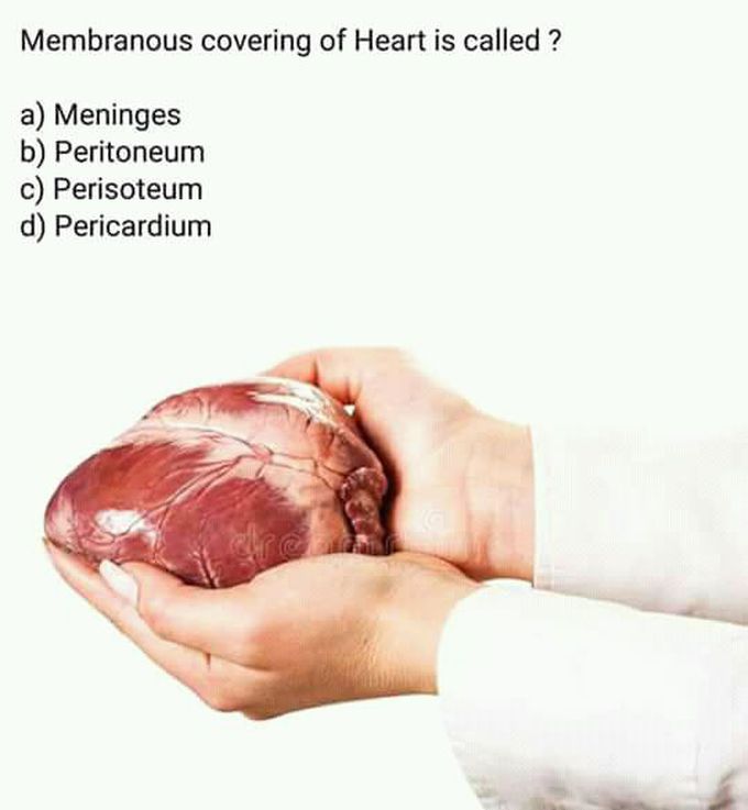 Heart