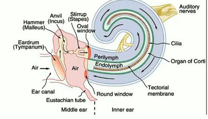 Internal strcture of ear