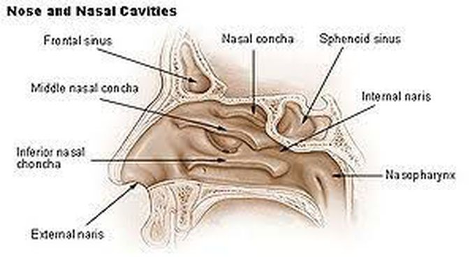 Rhinorrhea