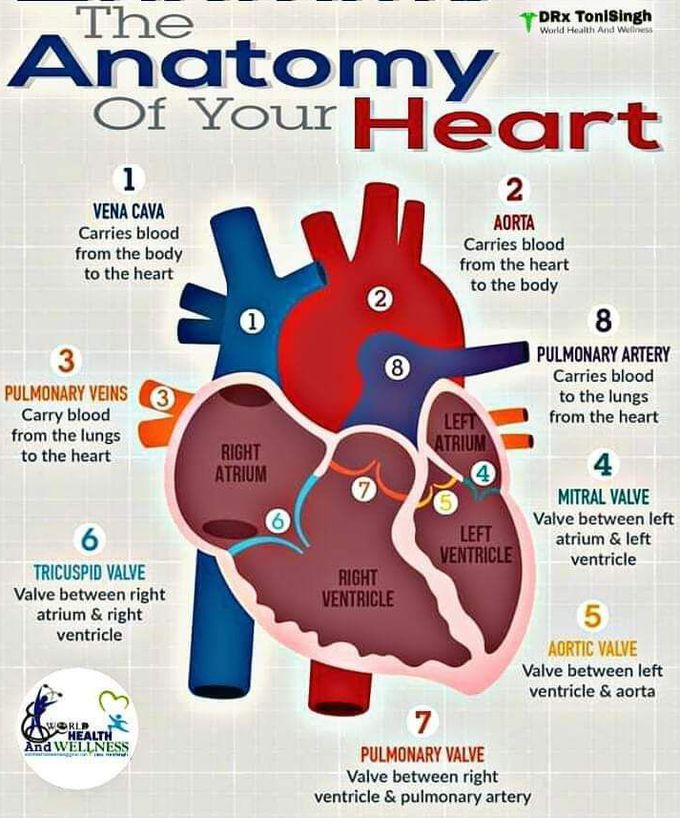 Anatomy Of Heart