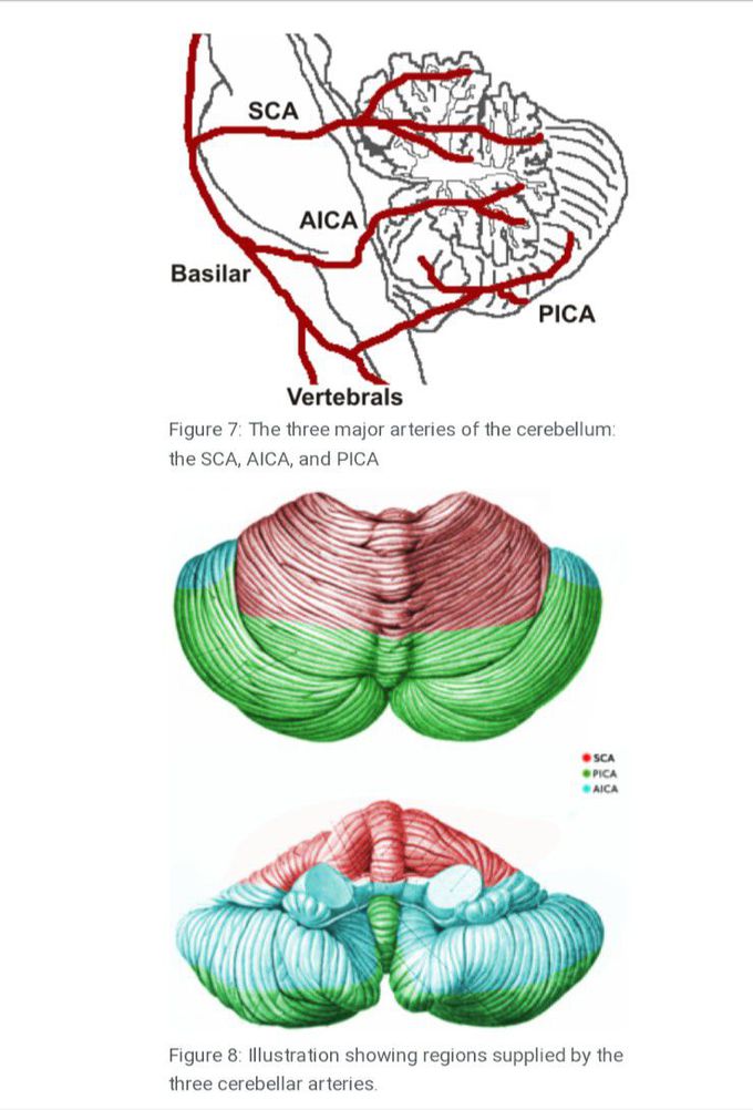 Blood supply of cerebellum