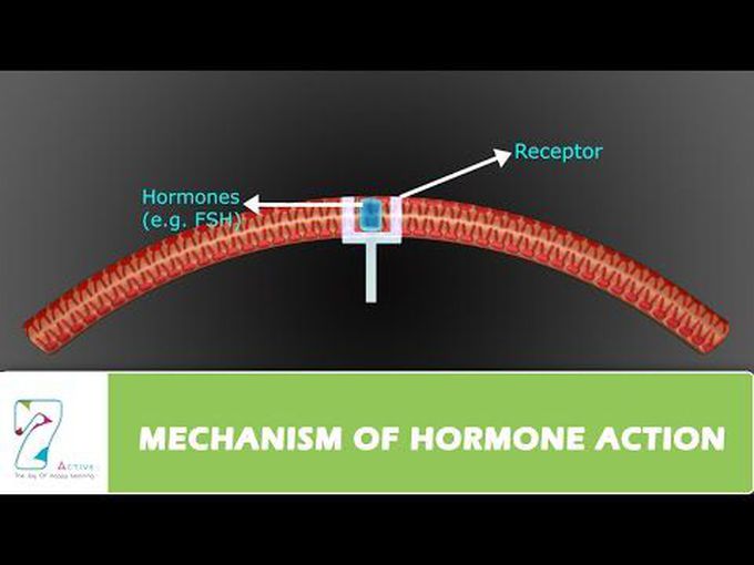 Hormone action - Mechanism