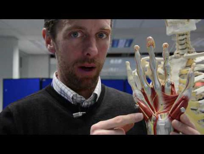 Hand & wrist bones & muscles of the hand