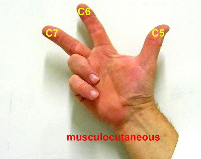 Musculocutaneous nerve root value