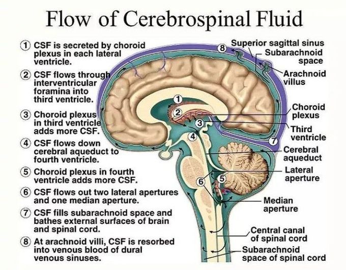 Flow of CSF