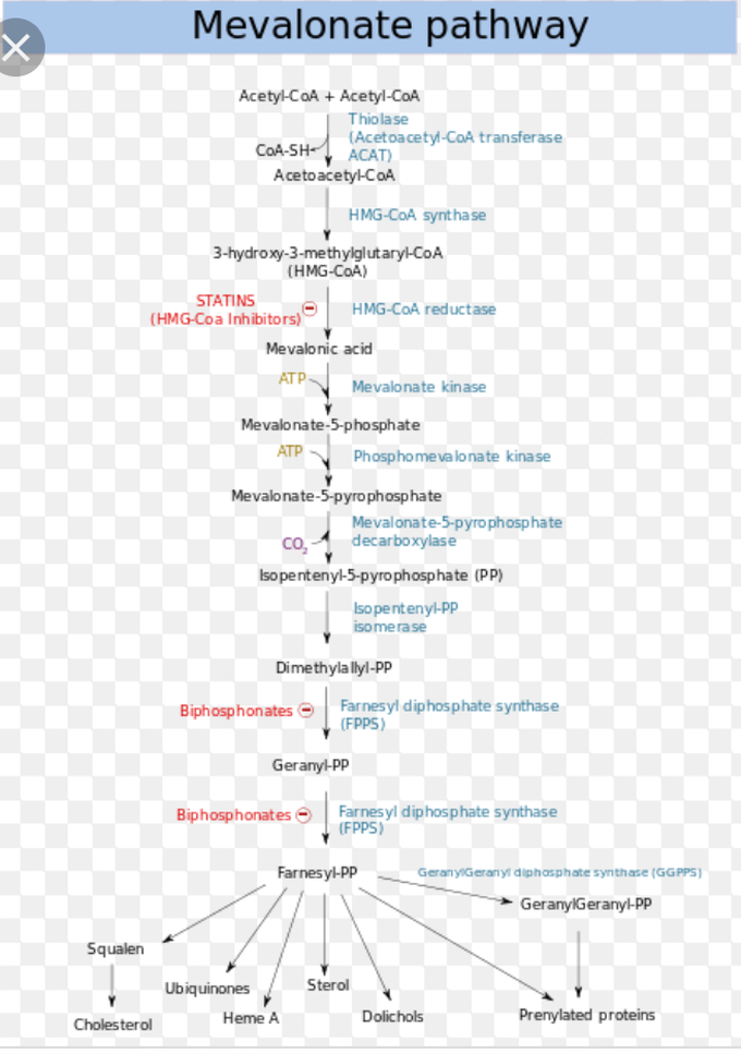 Mevalonic Acid Pathway