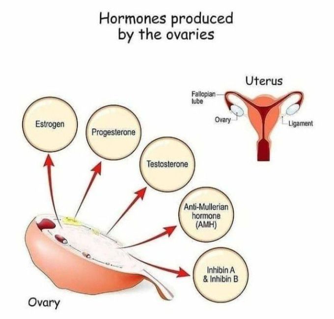Hormones produced by the ovary