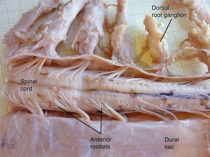 The Spinal Cord