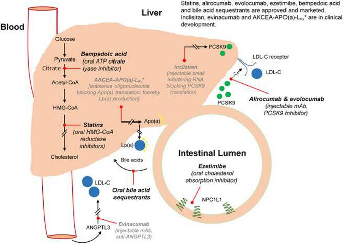 Mechanism of Agent of lipid lowering Agents