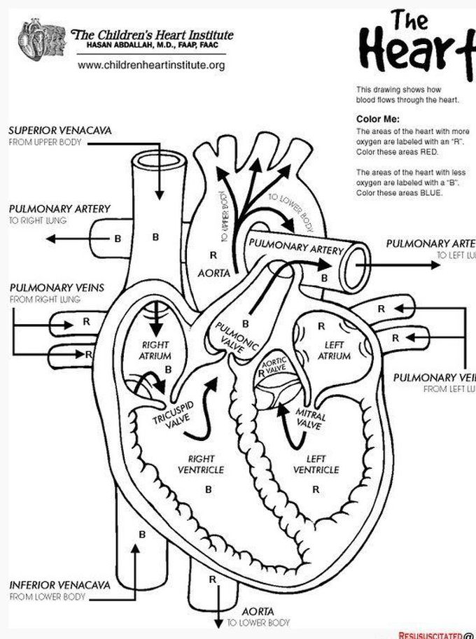 The heart