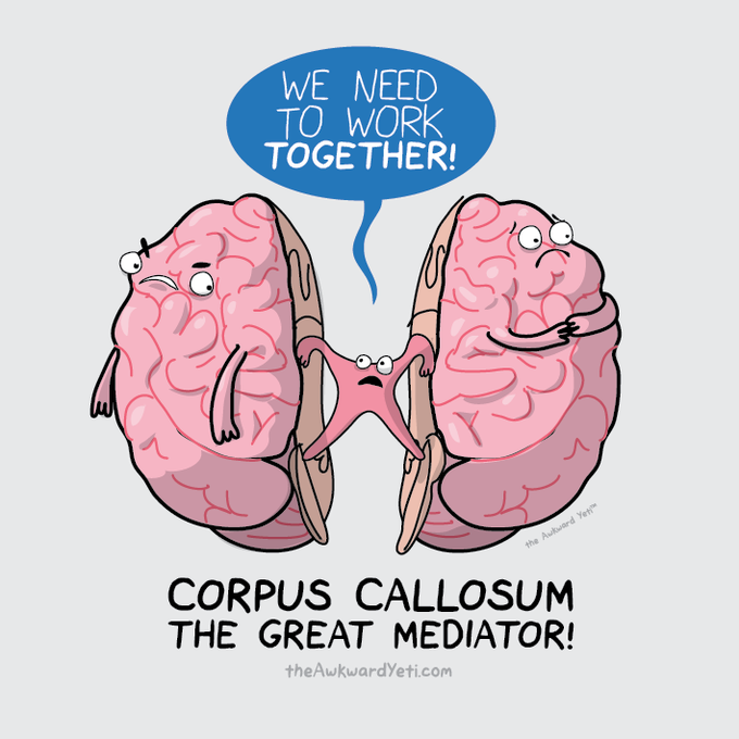 Telencephalon