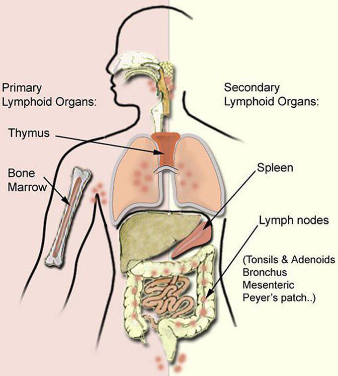 Primary & Secondary Lymphoid Organs