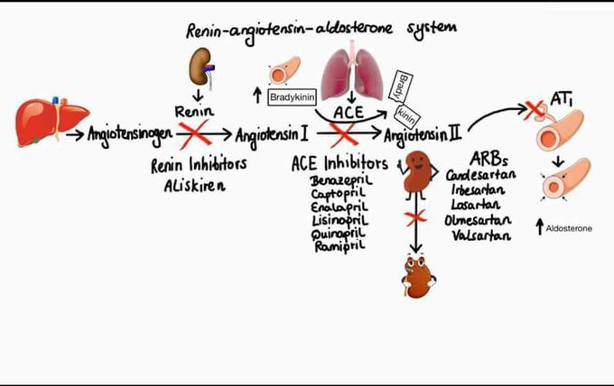 Renin angiotensin aldosterone system