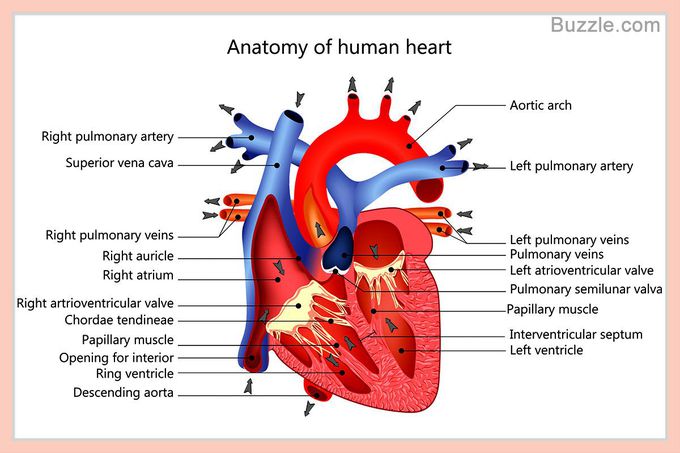 HEART ANATOMY