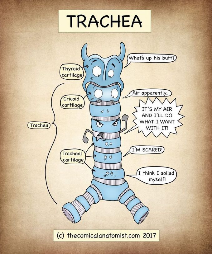 Trachea