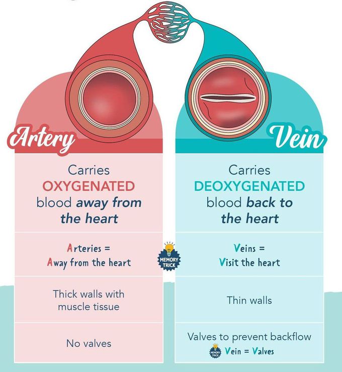 Artery Vs Vein - MEDizzy