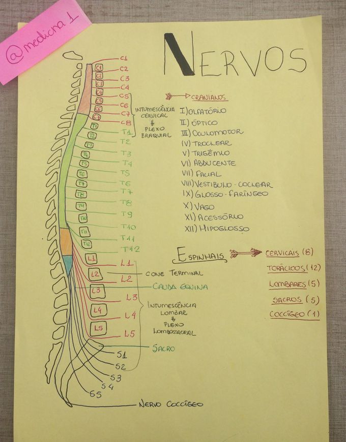 SPINAL NERVE