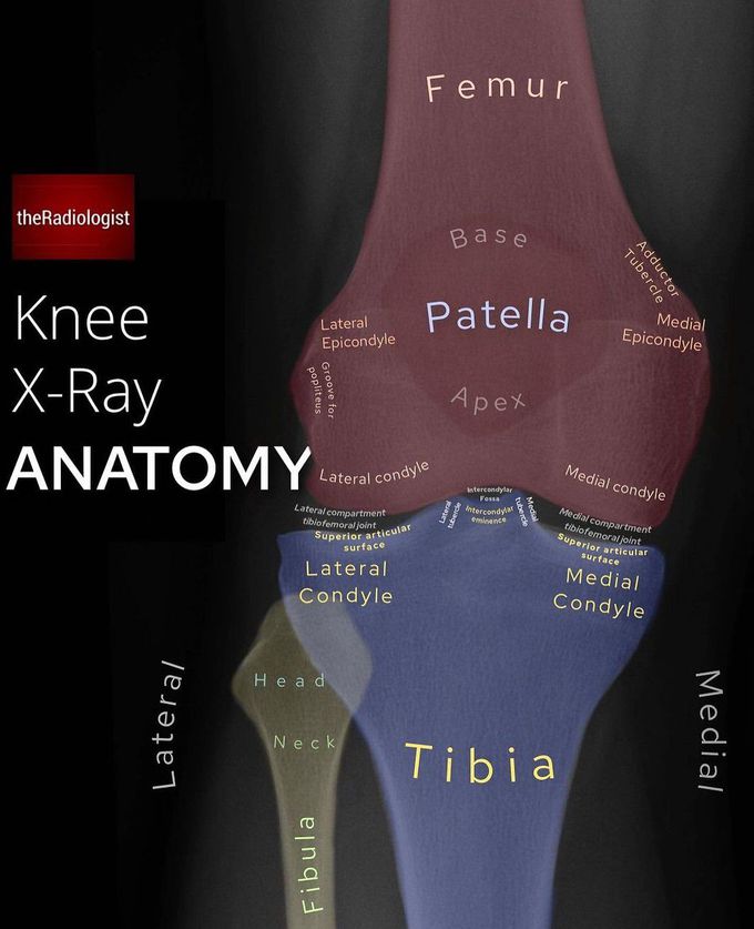 Knee X-ray Anatomy