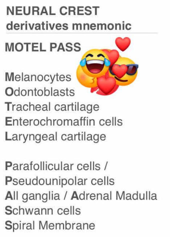 Neural crest cells derivatives