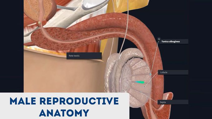 Male Reproductive Anatomy | 3D Anatomy Tutorial | Narrated
