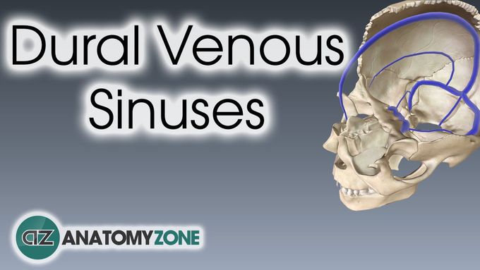 Anatomy of the Dural venous sinuses: 3D tutorial