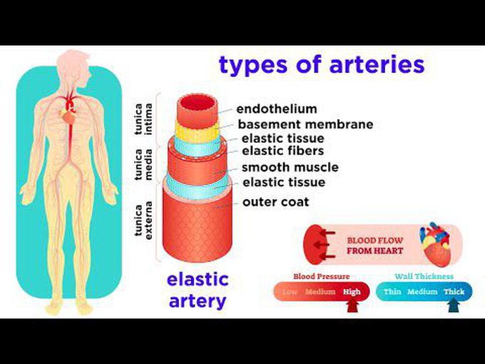 Histology of Blood Vessels
