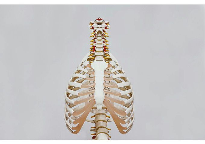 Human ribs