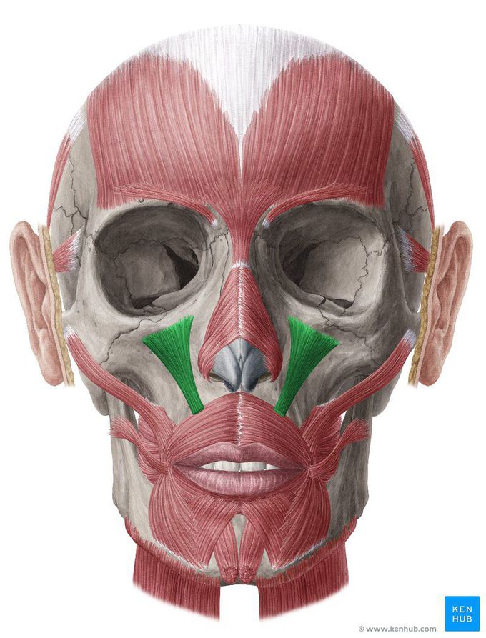 Levator labi superioris