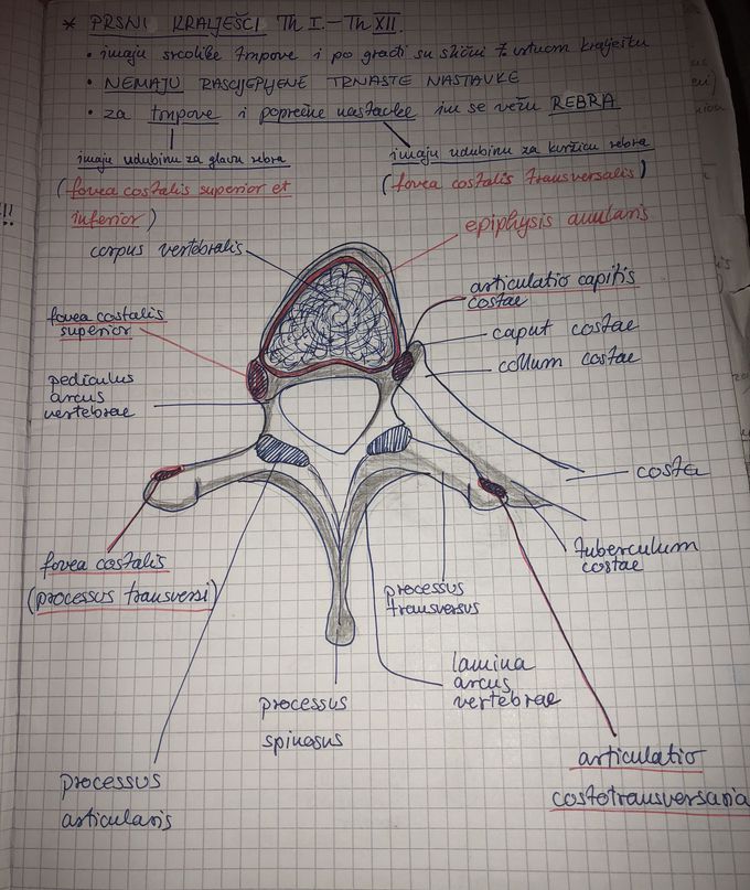 Thoracic vertebrae T1 - T12
