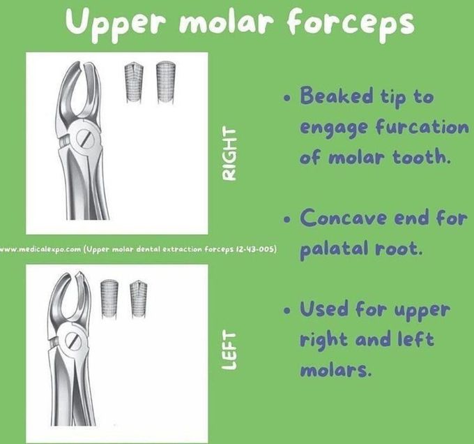 Upper Molar Forceps