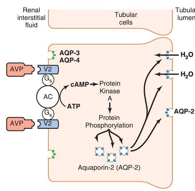 Arginine vasopressin