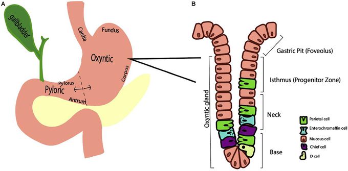 Parietal cells