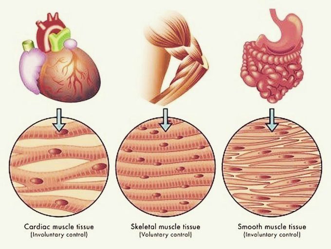 The three types of muscle tissue are cardiac, smooth, and skeletal.