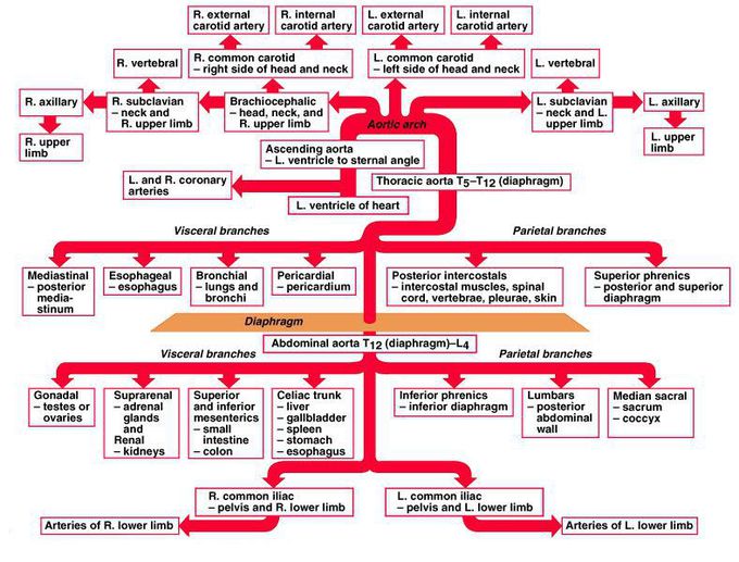 Clear view of all arteries ...