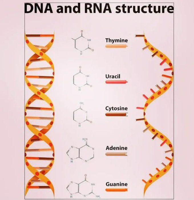 rna structure labeled