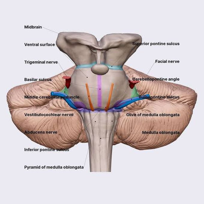 Gross Anatomy of Pons
