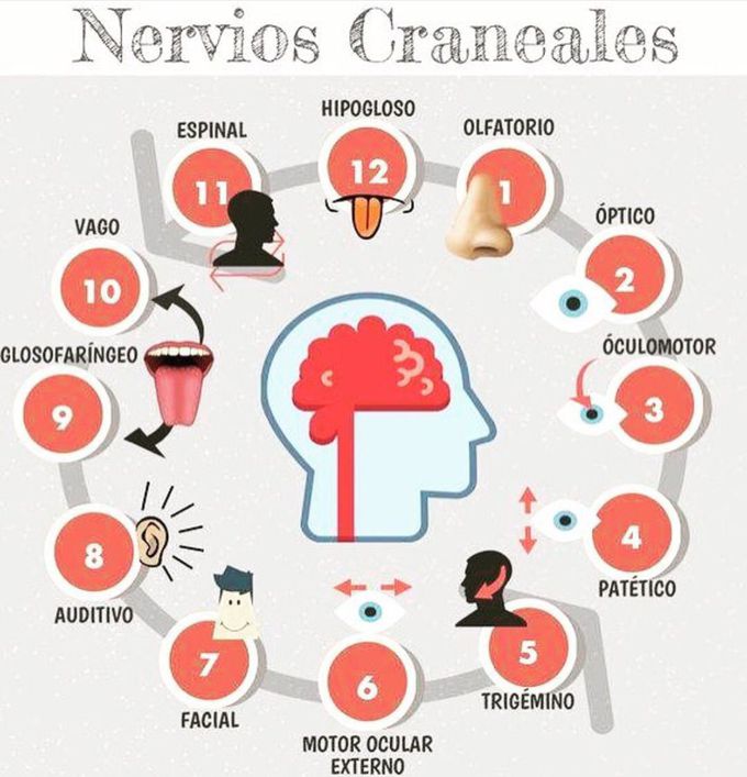 Craneal nerves