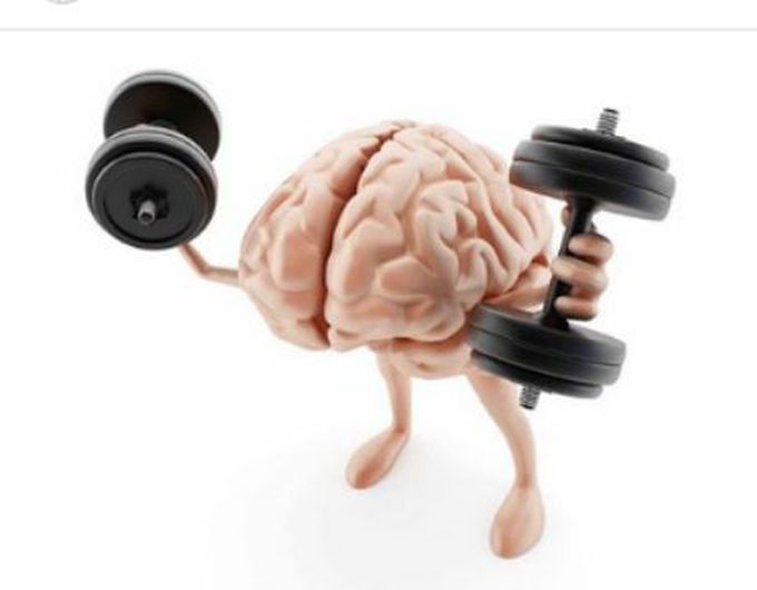 The brain