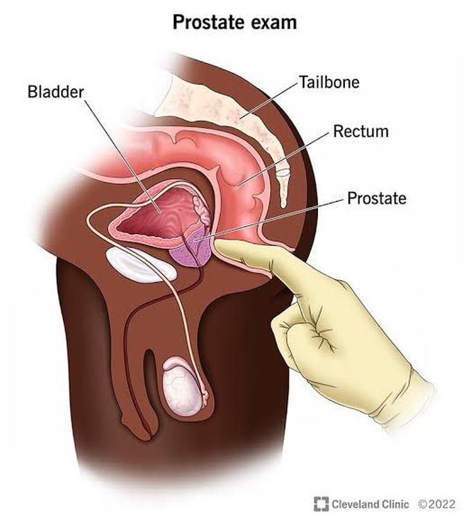 Prostate functions