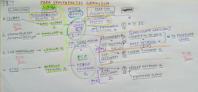 Parasympathetic Ganglion