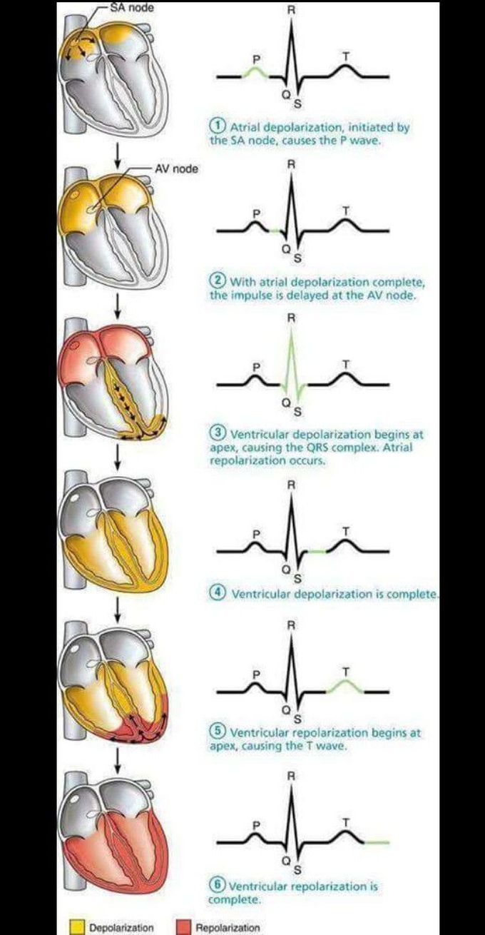 Working of Heart ♥♥